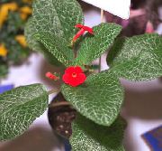 piros Szobanövények Episcia Virág  fénykép
