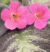 rózsaszín Szobanövények Episcia Virág  fénykép