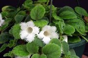 λευκό φυτά εσωτερικού χώρου Episcia λουλούδι  φωτογραφία