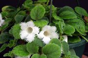 白 室内植物 Episcia 花 照片