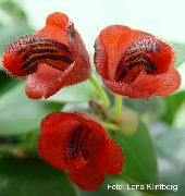 punane  Huulepulk Taim,  Lill (Aeschynanthus) foto