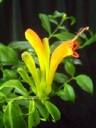 сары Үй Өсімдіктер Эshinantus Гүл (Aeschynanthus) фото