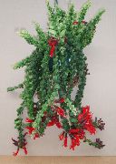 червоний Домашні рослини Есхінантус Квітка (Aeschynanthus) фото