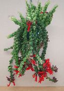 қызыл Үй Өсімдіктер Эshinantus Гүл (Aeschynanthus) фото