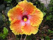 оранжев Стайни растения Хибискус Цвете (Hibiscus) снимка