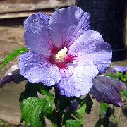 Hibiscus lila Bloem