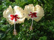 жълт Стайни растения Хибискус Цвете (Hibiscus) снимка
