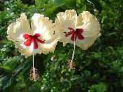 Гибискус (китайская роза) Гибискус (китайская роза) - Hibiscus