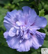 светло синьо Стайни растения Хибискус Цвете (Hibiscus) снимка
