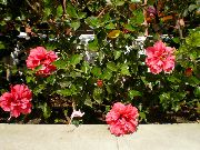 Gibiskus (Kitayskaya Rose) қызғылт Гүл