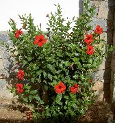 červená Izbové Rastliny Ibištek Kvetina (Hibiscus) fotografie