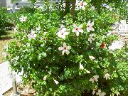 hvid Indendørs planter Hibiscus Blomst  foto