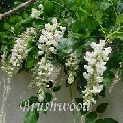 blanc Plantes d'intérieur Glycines Fleur (Wisteria) photo