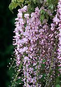 рожевий Домашні рослини Гліцинія (Вістерія) Квітка (Wisteria) фото
