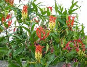rouge Plantes d'intérieur Gloire Lys Fleur (Gloriosa) photo