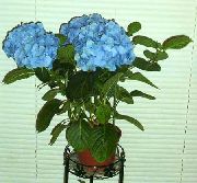 Hortensia, Lacecap lichtblauw Bloem
