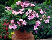 Gortenziya (Gidrangeya) қызғылт Гүл