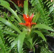 �������� �������� ��������� - Guzmania lingulata
