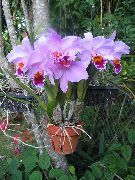 Dendrobiumorchidee lila Bloem