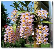 Magairlín Dendrobium bándearg Bláth