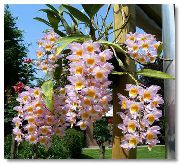 Dendrobium қызғылт Гүл
