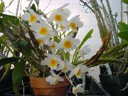Дендробиум Dendrobium farmeri