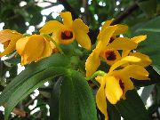 dzeltens Telpaugi Dendrobium Orhideja Zieds  foto