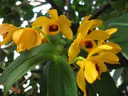 Дендробиум Дендробиум - Dendrobium