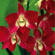 Dendrobium Орхидея червен Цвете