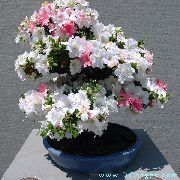 Αζαλέες, Pinxterbloom λευκό λουλούδι