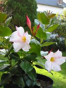 Dipladenia, Mandevilla fehér Virág