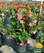 ροζ φυτά εσωτερικού χώρου Dipladenia, Mandevilla λουλούδι  φωτογραφία