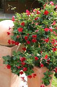 rouge Plantes d'intérieur Dipladenia, Mandevilla Fleur  photo