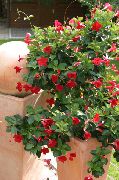 Dipladenia、mandevilla 赤 フラワー