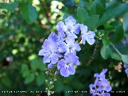 šviesiai mėlynas Vidinis augalai Duranta, Medus Lašai, Aukso Rasos Lašas, Balandžiai Uogų žiedas  nuotrauka