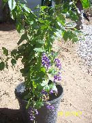 tamsiai mėlyna Vidinis augalai Duranta, Medus Lašai, Aukso Rasos Lašas, Balandžiai Uogų žiedas  nuotrauka