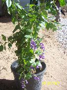 Duranta көк Гүл