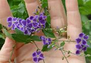 фіолетовий Домашні рослини Дурантa Квітка (Duranta) фото