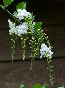 bílá Pokojové rostliny Duranta, Med Kapky, Zlatá Kapička Rosy, Holub Bobule Květina  fotografie