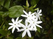 Jasmine branco Flor