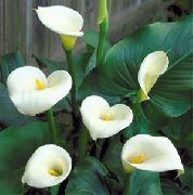 Arum ლილი თეთრი ყვავილების