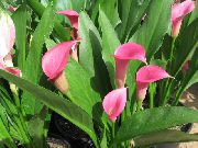 рожевий Домашні рослини Зантедескія (Кала) Квітка (Zantedeschia) фото