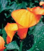 Arum Lily oranssi Kukka