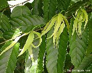 黄 屋内植物 イランイラン、香水ツリー、シャネル＃5ツリー、ilang-Ilang、maramar フラワー (Cananga odorata) フォト