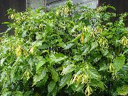 黄 屋内植物 イランイラン、香水ツリー、シャネル＃5ツリー、ilang-Ilang、maramar フラワー (Cananga odorata) フォト