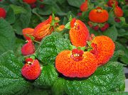 Кальцеолярия помаранчевий Квітка