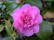 pinkki Huonekasvit Kamelia Kukka (Camellia) kuva