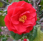 Camellia dearg Bláth