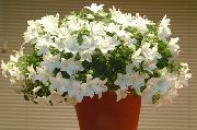 Campanula, Bellflower branco Flor