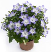 блакитний Домашні рослини Кампанула Квітка (campanula) фото